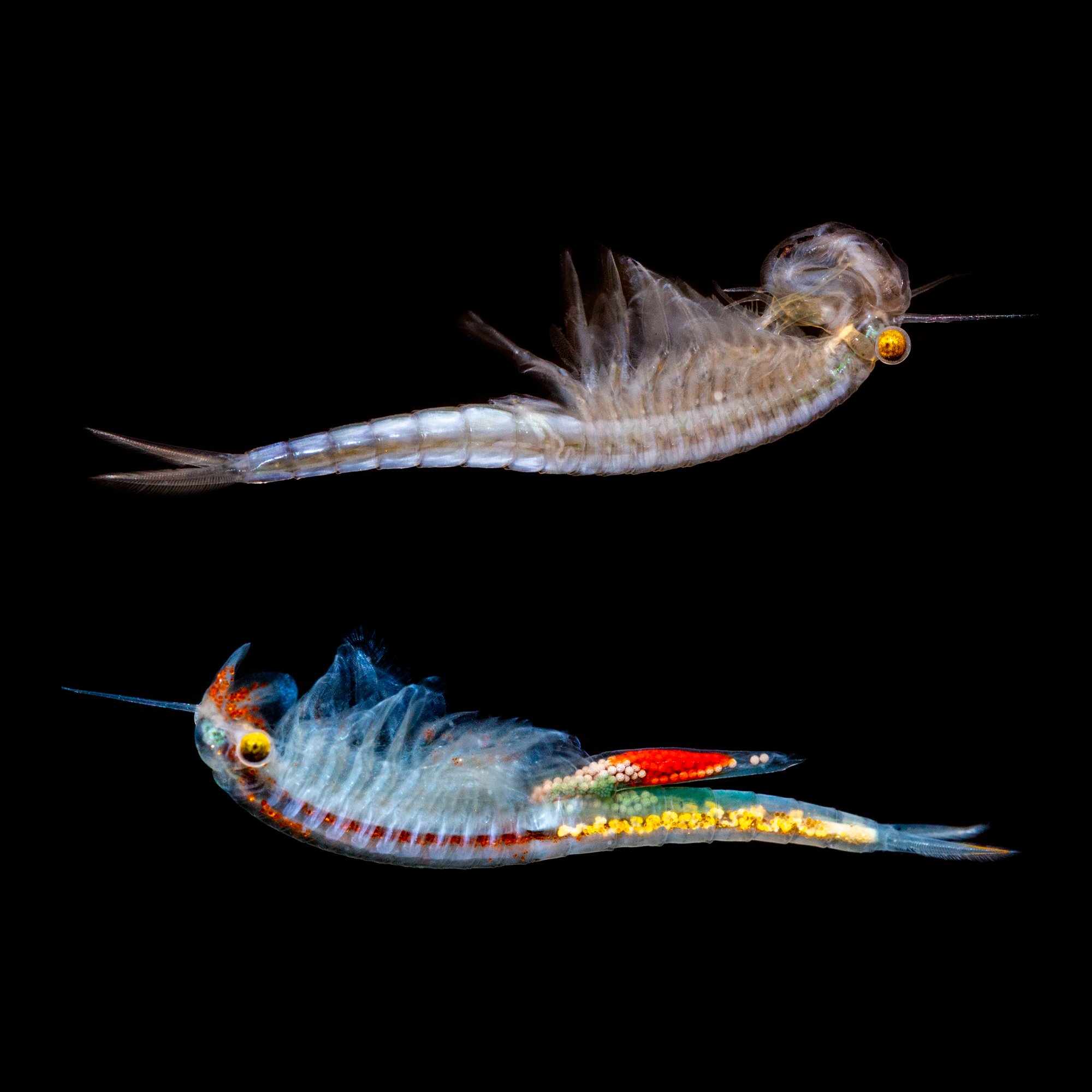Regenbogen-Feenkrebse-Streptocephalus-torvicornis-bucheti-Eier--Raritaet_4 (1)
