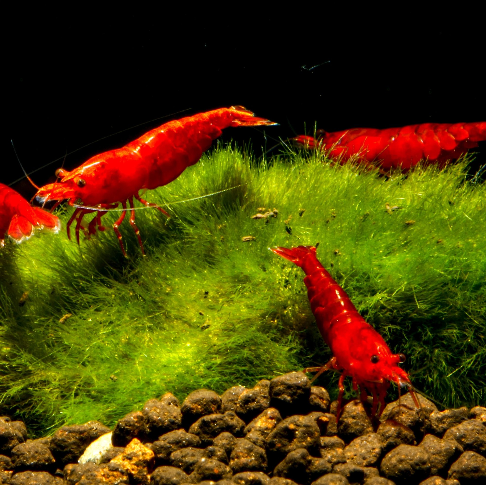 cut Bloody-Mary-Sakura-Zwerggarnele-Rote-Neocaridina-davidi-Garnele